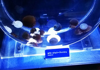 aquarium-05