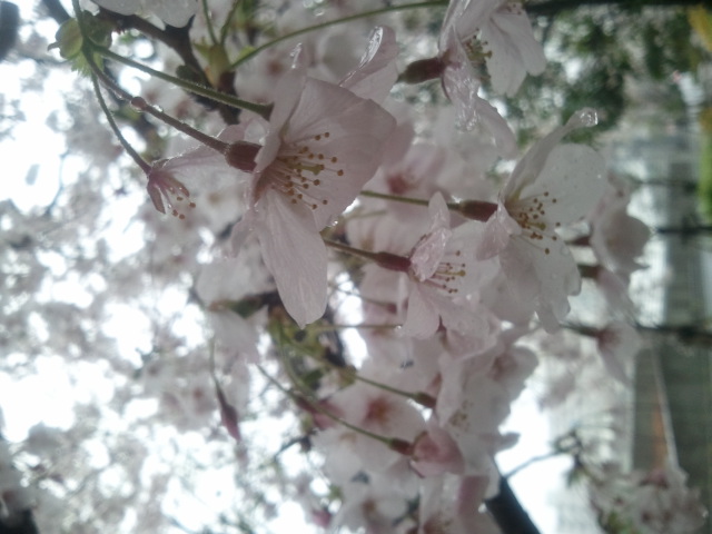 2012-04-11 16.38.04.jpg