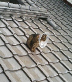 パラボナアンテナ