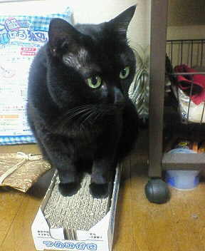 はじめに 黒猫おはぎ