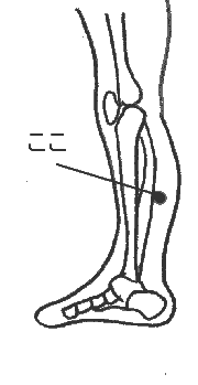 足の疲れのツボ 飛陽