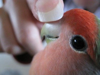 パピ