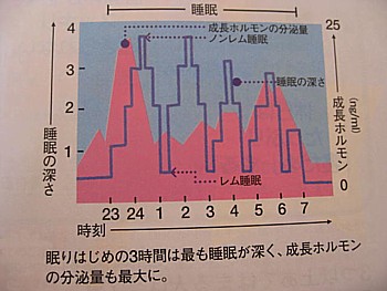 睡眠の深さと成長ホルモンの分泌量