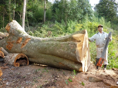 樹齢約５００年 紅タブ巨木 入手 松村木材 Blog