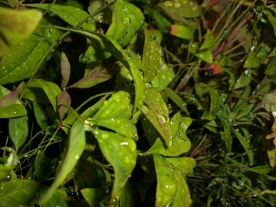 梅雨入り2