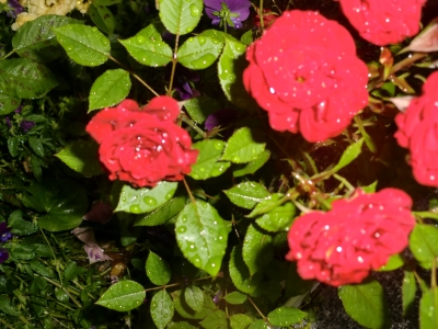 梅雨入り4