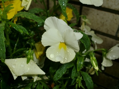 梅雨入り5