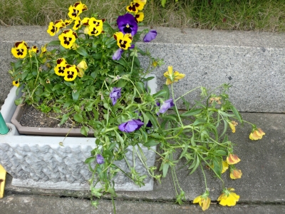 花1