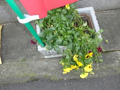 花3
