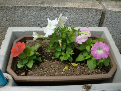 花6