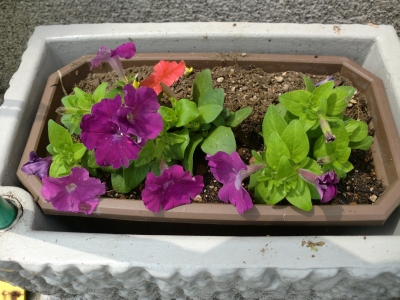 花7