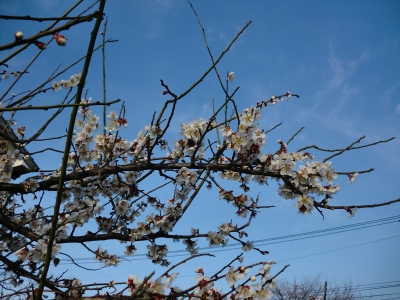 梅の花1