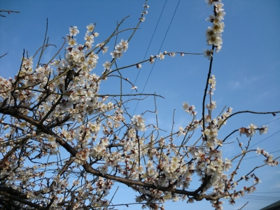 梅の花2