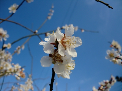 梅の花3