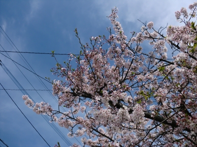 桜1