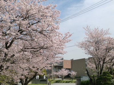 桜2
