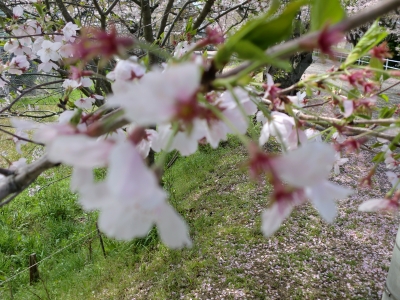桜3
