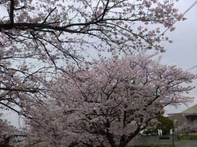 桜咲く1