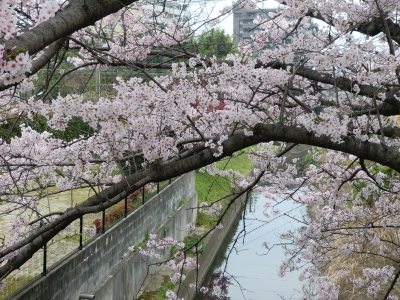 桜咲く2
