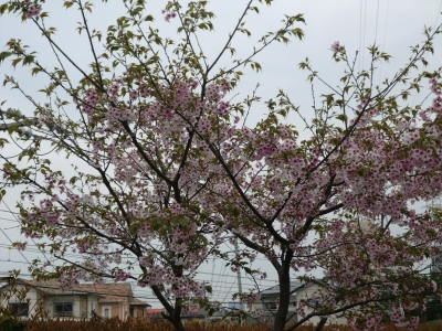 桜咲く4