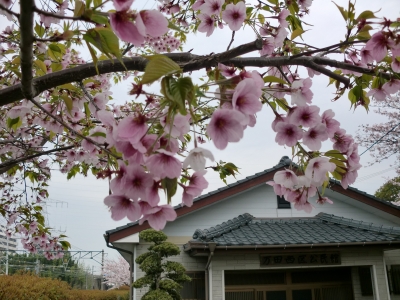 桜咲く5