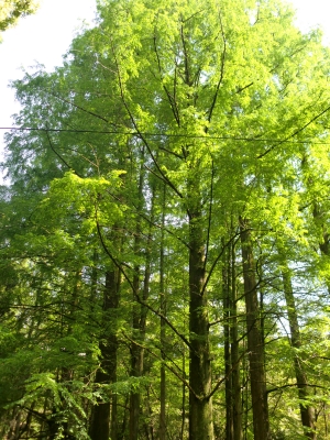 緑地公園2