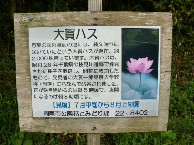 緑地公園4
