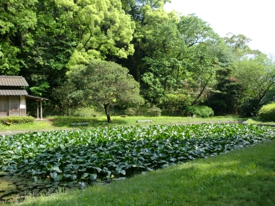 緑地公園5