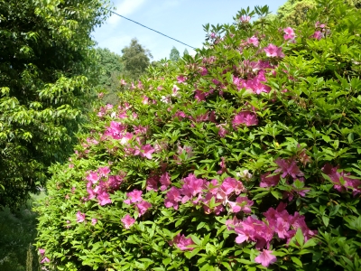 緑地公園6