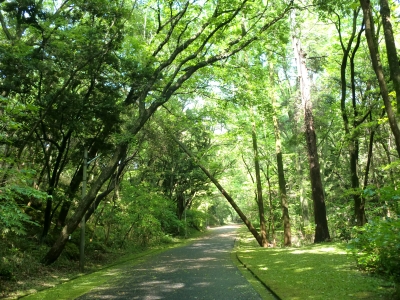 緑地公園13