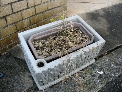 木枯らし2