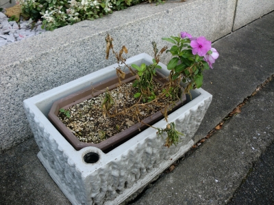 木枯らし3