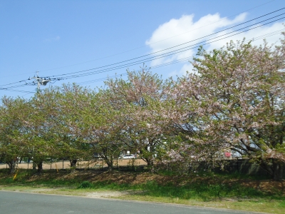 葉桜3