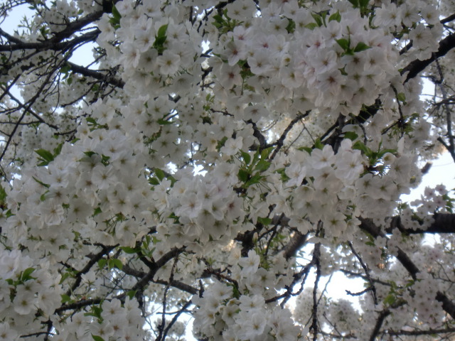 桜