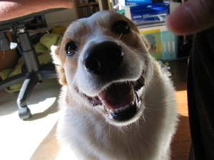 ジェットの笑顔