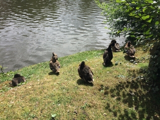Minnewater