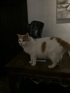 ノエル