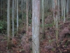 選木2