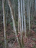 選木1