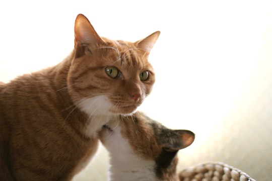 愛し合うふたり ミルキク Net