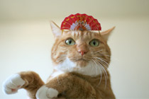壁紙 正月飾りで猫を飾る ミルキク Net