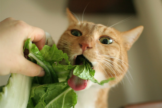 猫 野菜を食む ミルキク Net