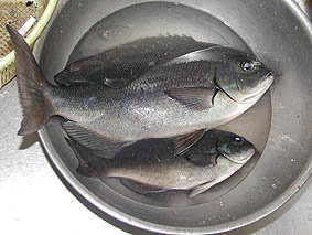 三佳店主の釣果。