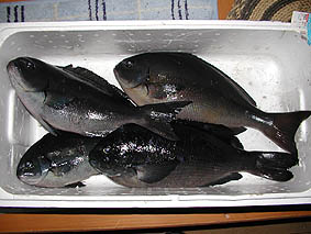 三佳店主の釣果。