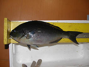 三佳店主の釣果。