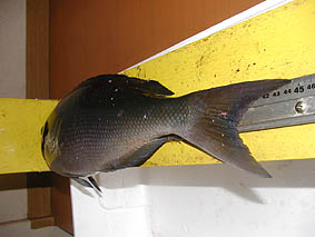 44.5cmでした。