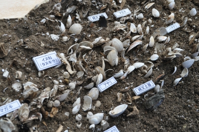縄文時代前期の良好な貝層を確認－大木囲貝塚東貝層（宮城郡七ヶ浜町） 宮城考古学情報＜ブログ版＞