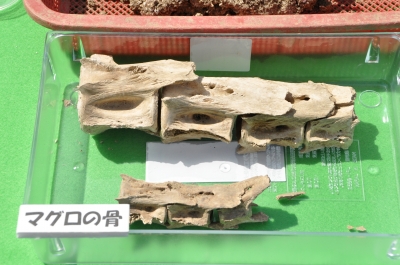 波怒棄館遺跡