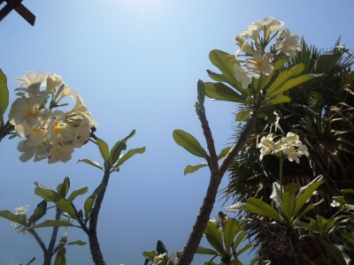 プルメリアの木が凄すぎる ミャンマーのグエサウンビーチで暮らす日々