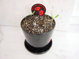 habanero10